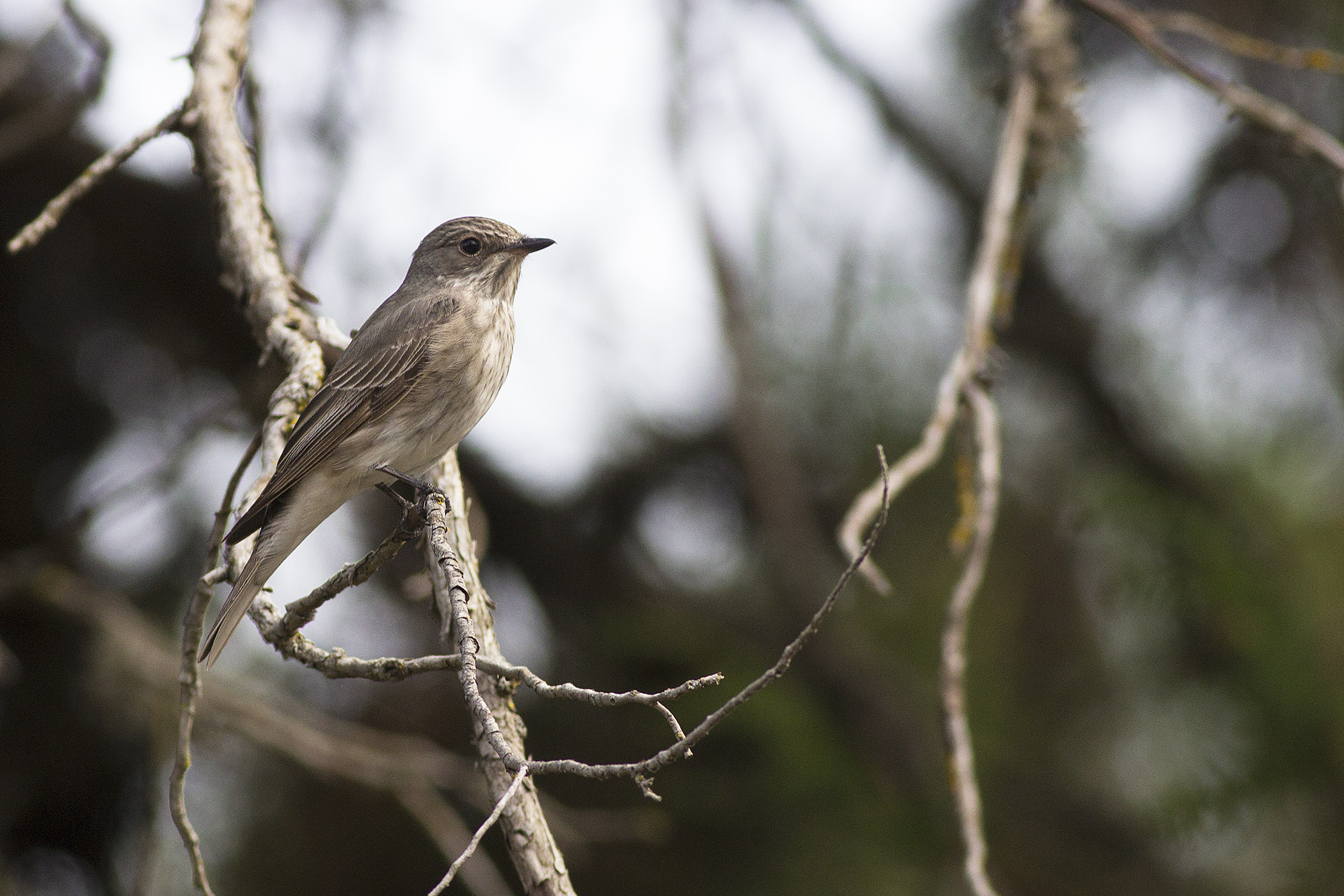 Spotted Flycatcher